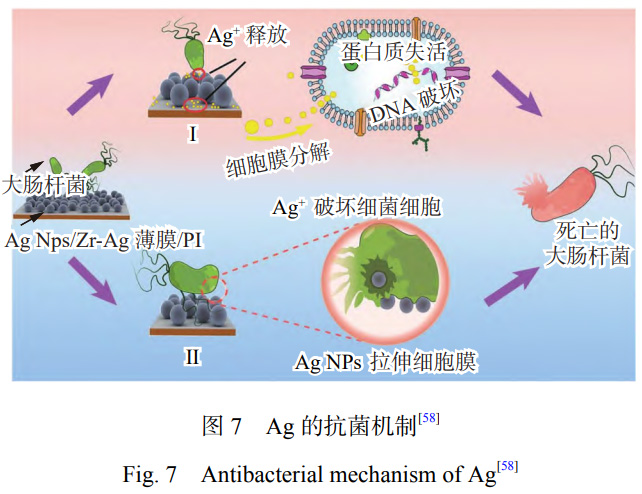 医用钛合金激光表面改性抗菌涂层的研究进展